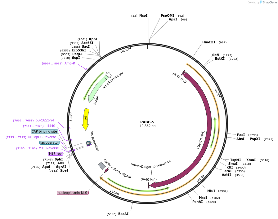 115626-plasmid-map-sequence-id-232838
