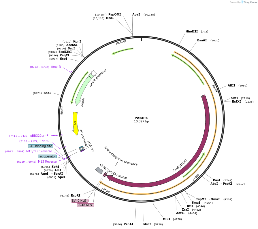 115627-plasmid-map-sequence-id-232839
