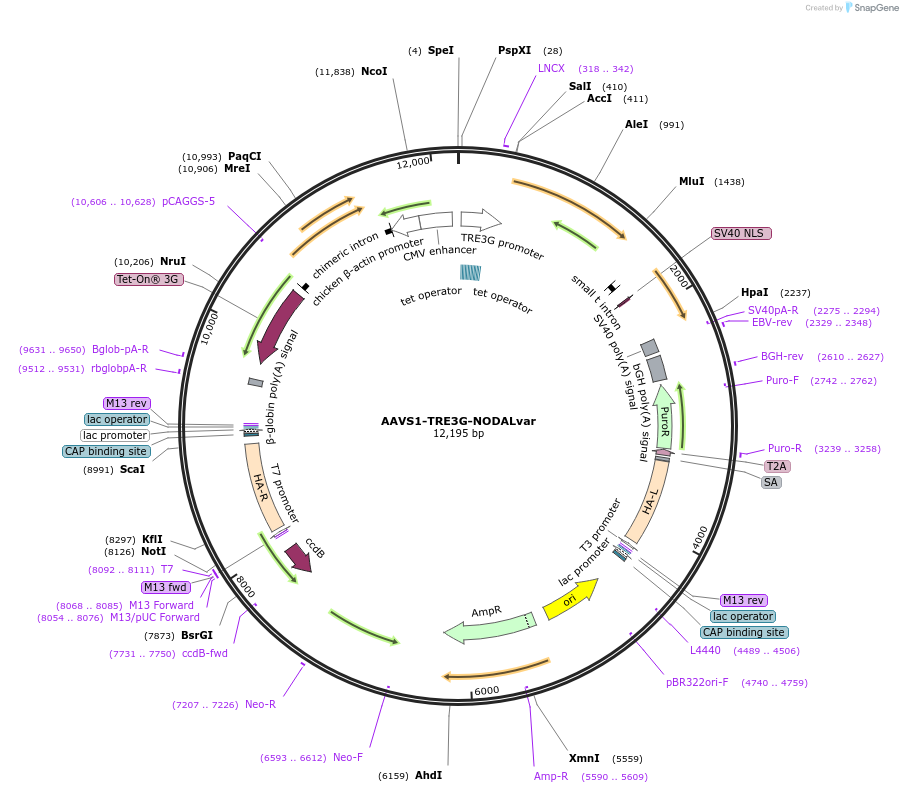 115640-plasmid-map-sequence-id-232861