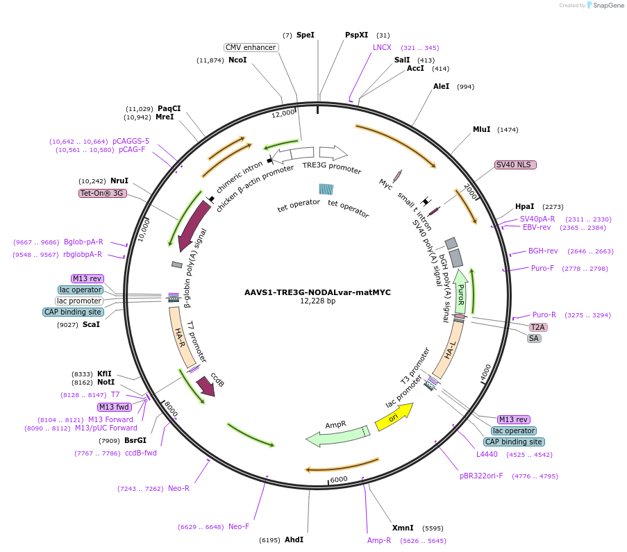 115641-plasmid-map-sequence-id-232862