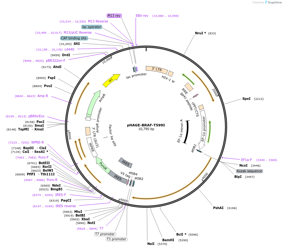 116201-plasmid-map-sequence-id-232872
