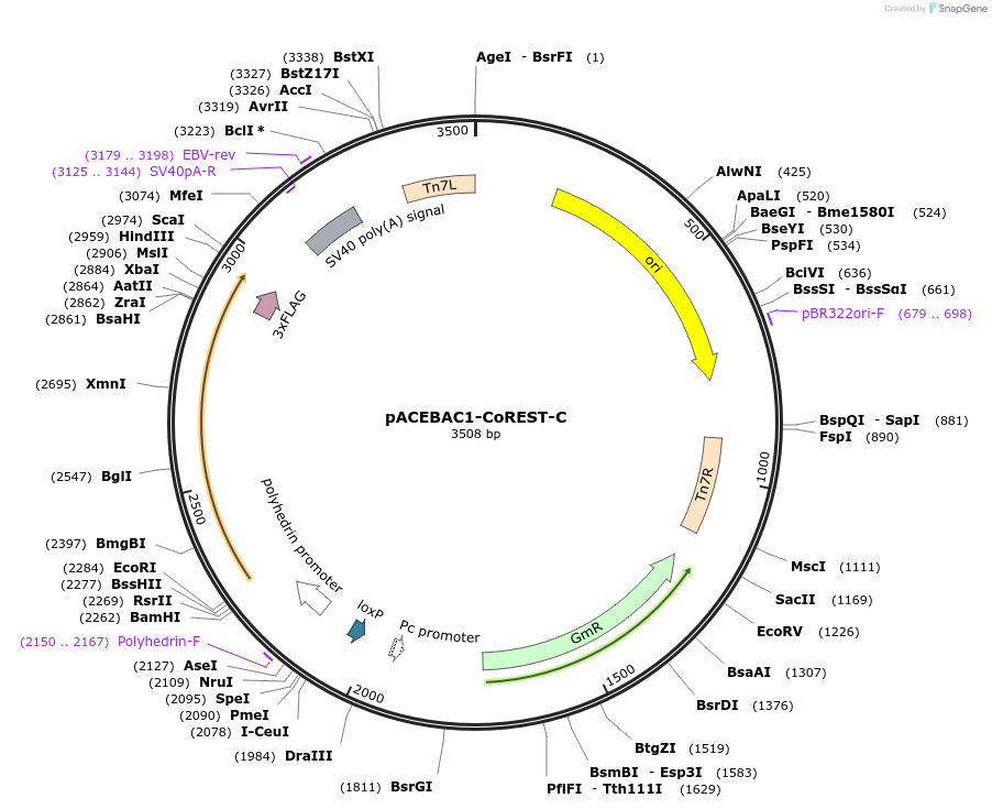 109159-plasmid-map-sequence-id-232887