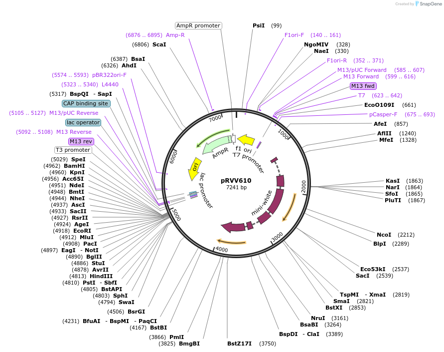 119018-plasmid-map-sequence-id-232909