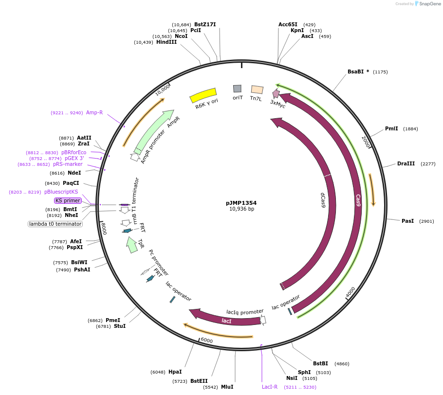 119275-plasmid-map-sequence-id-232921