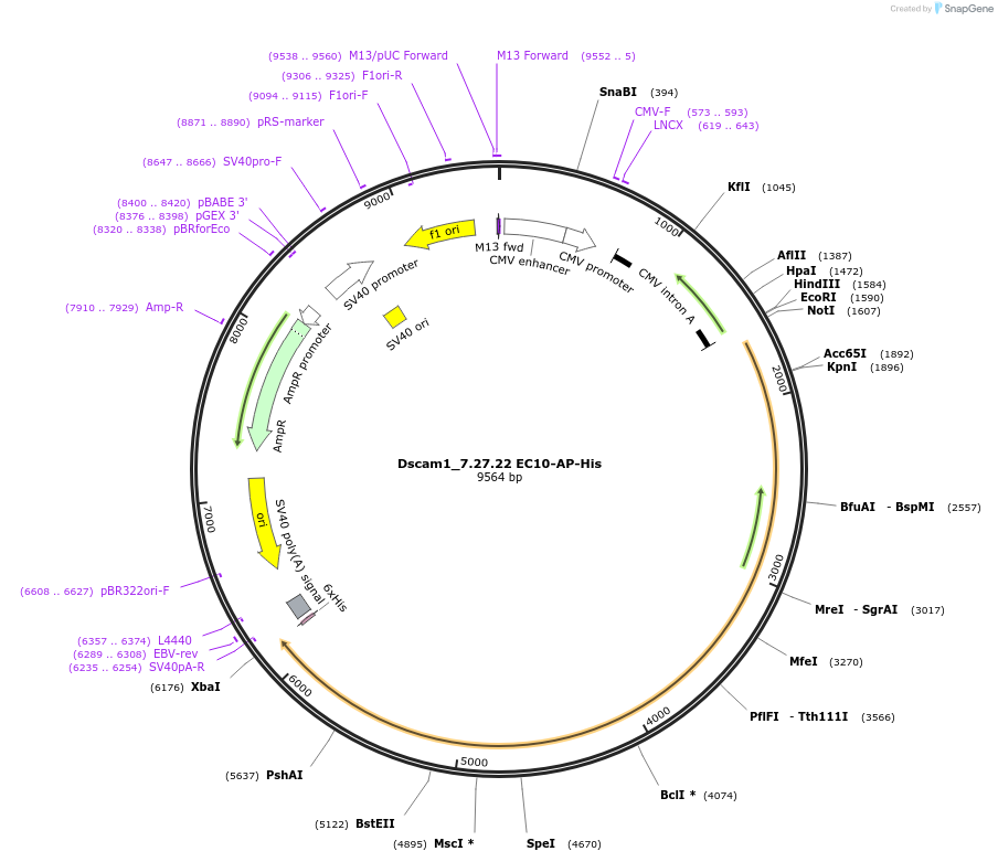72060-plasmid-map-sequence-id-232933