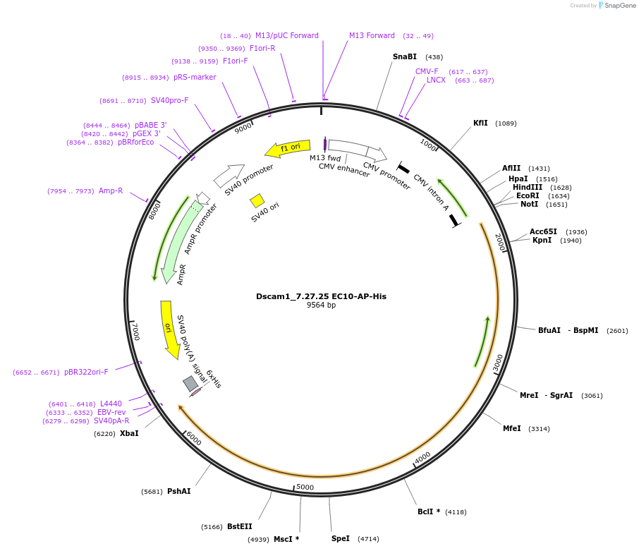 72062-plasmid-map-sequence-id-232950