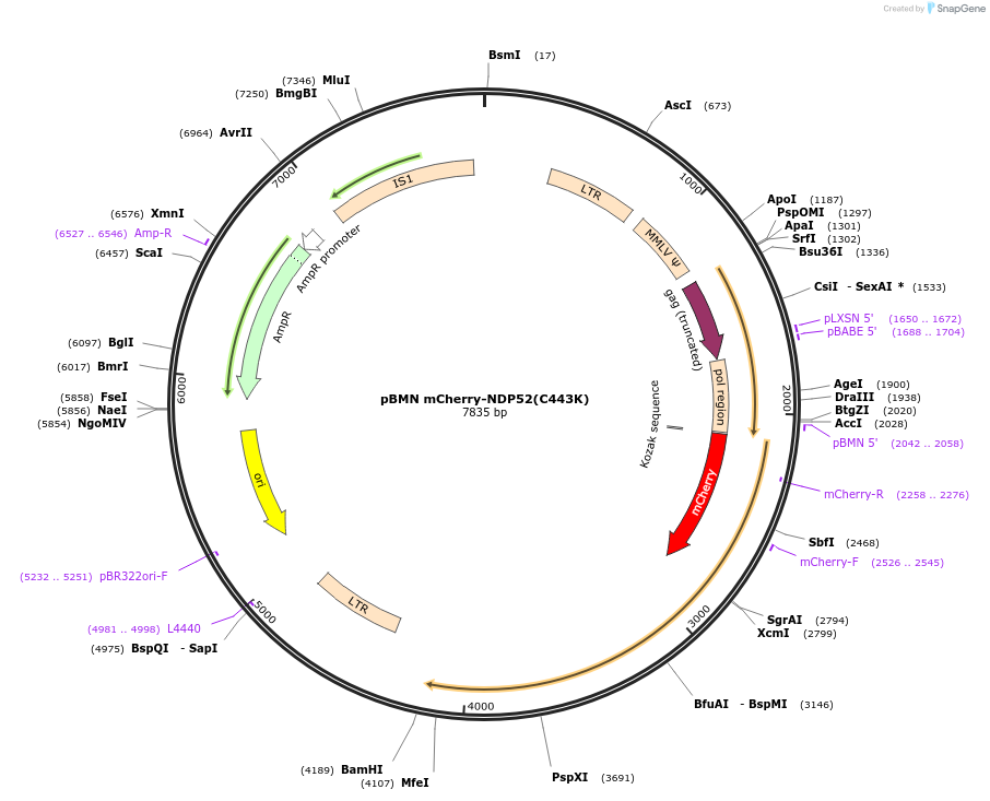 119685-plasmid-map-sequence-id-232953