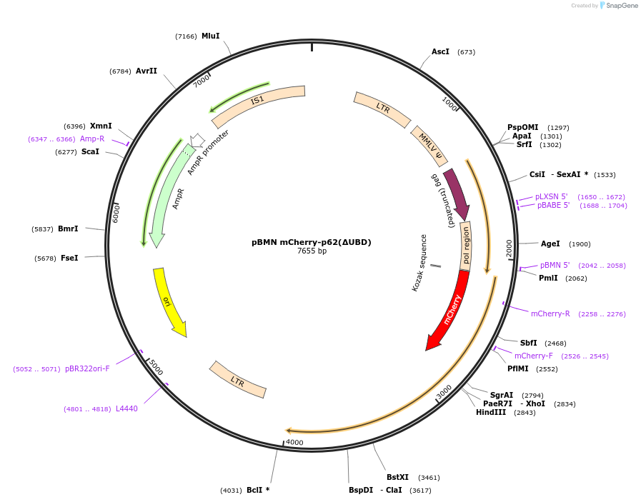 119687-plasmid-map-sequence-id-232964