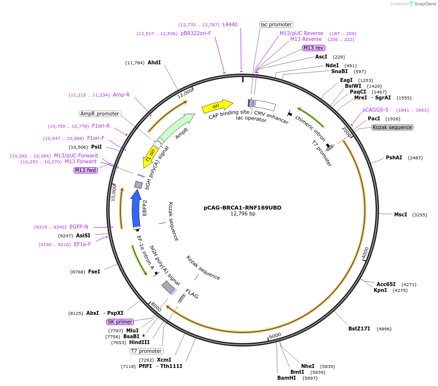 119009-plasmid-map-sequence-id-232965