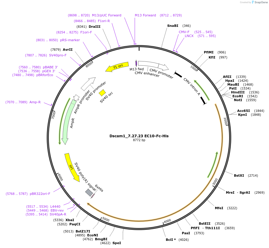 72187-plasmid-map-sequence-id-232970