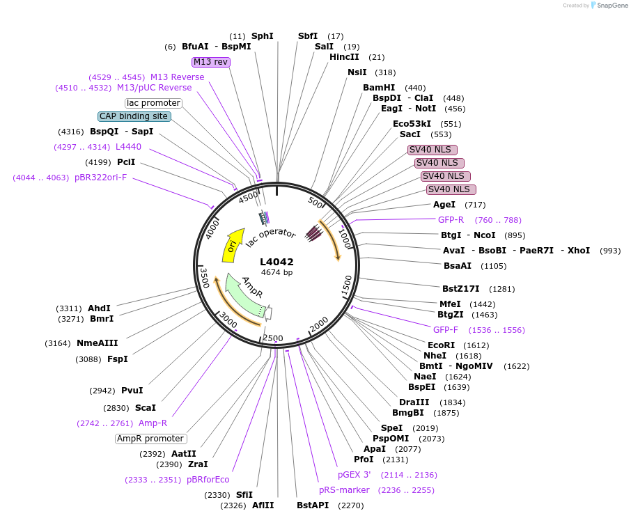 1623-plasmid-map-sequence-id-233