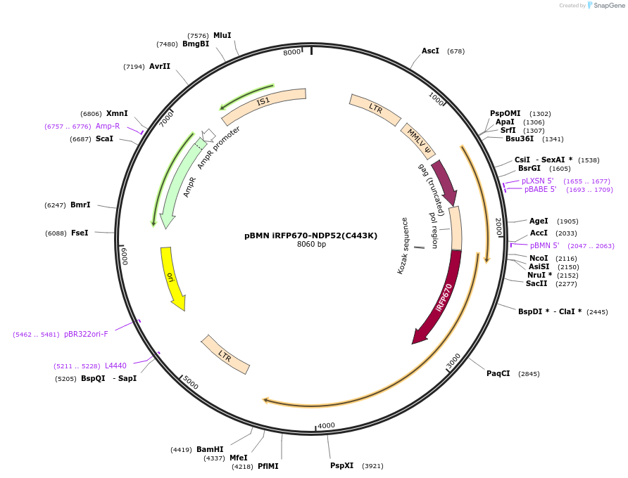 119695-plasmid-map-sequence-id-233010