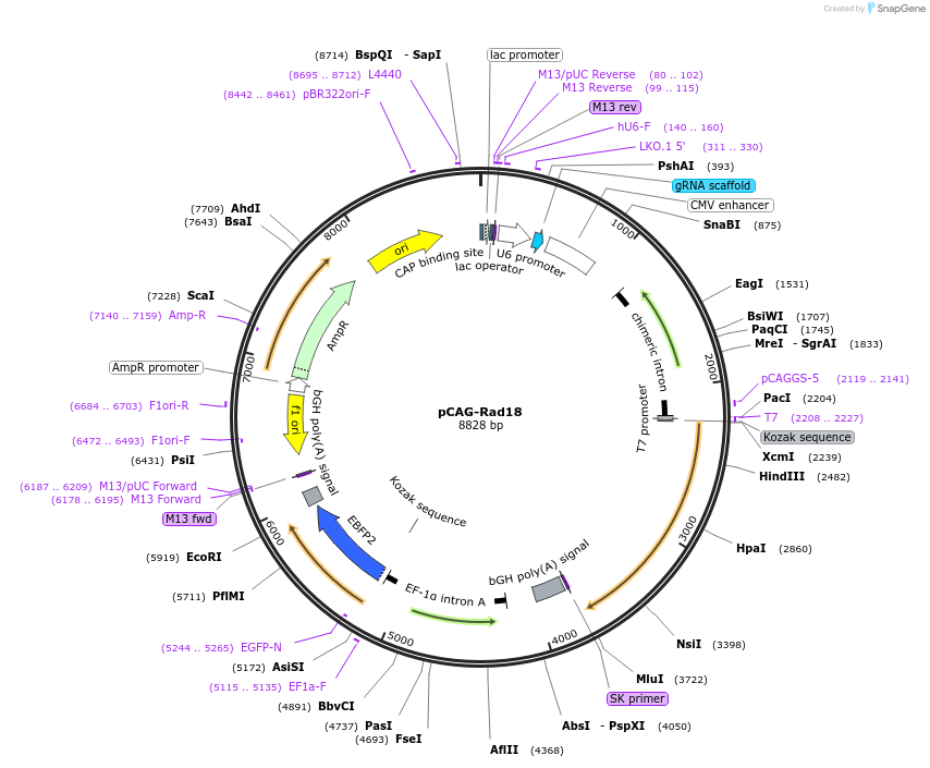 119003-plasmid-map-sequence-id-233021