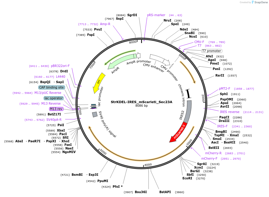 117273-plasmid-map-sequence-id-233050