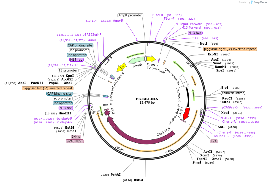 119030-plasmid-map-sequence-id-233054