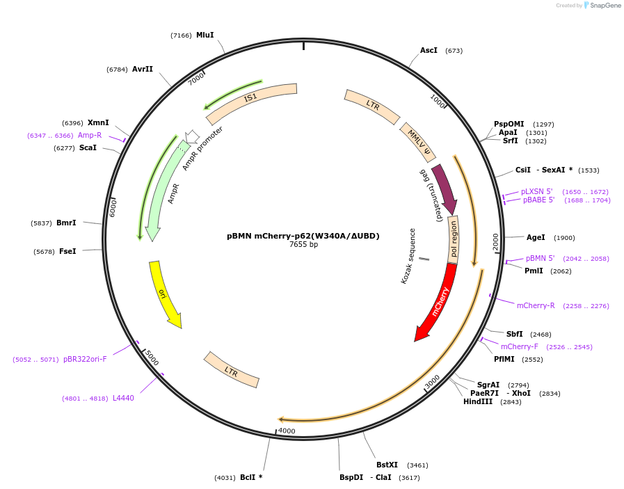 119688-plasmid-map-sequence-id-233065