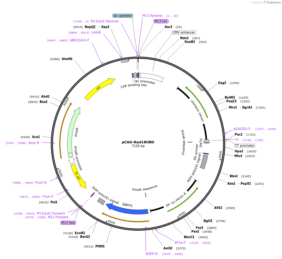 119005-plasmid-map-sequence-id-233069