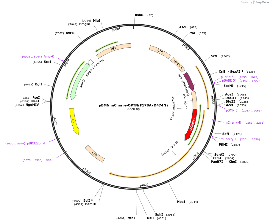 119684-plasmid-map-sequence-id-233070