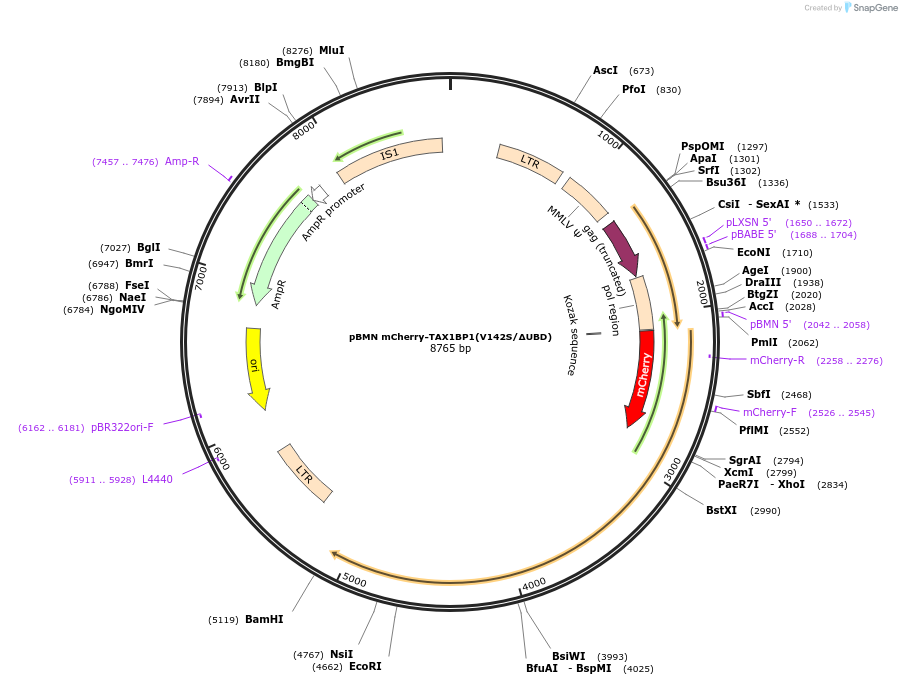 119690-plasmid-map-sequence-id-233073