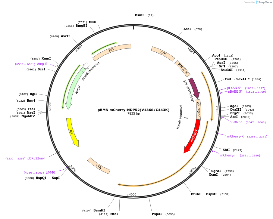 119686-plasmid-map-sequence-id-233077