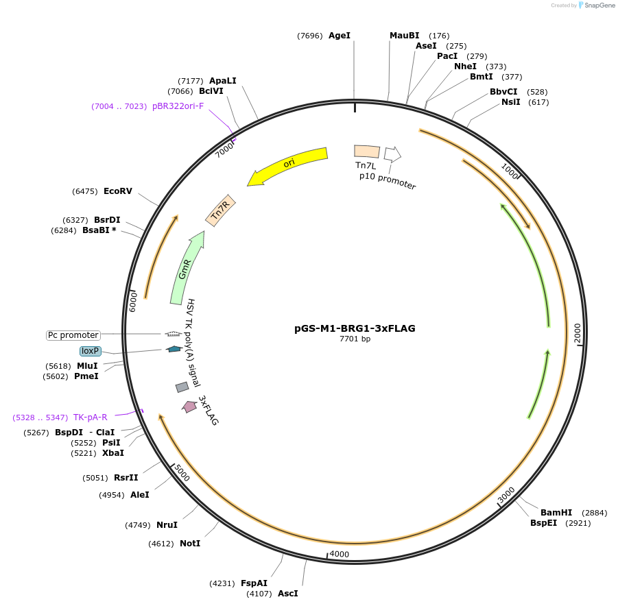 109188-plasmid-map-sequence-id-233081