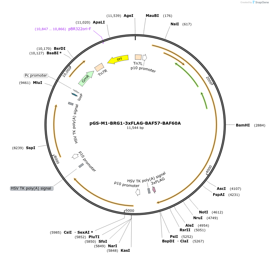 109190-plasmid-map-sequence-id-233083