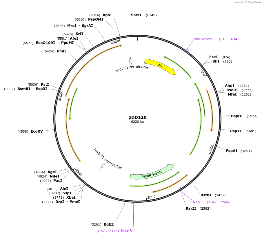 119879-plasmid-map-sequence-id-233109