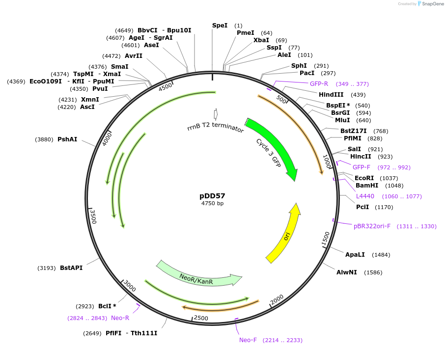 119882-plasmid-map-sequence-id-233110