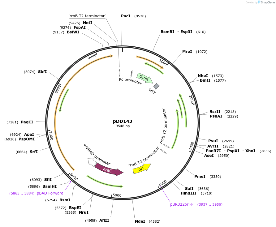 119880-plasmid-map-sequence-id-233111