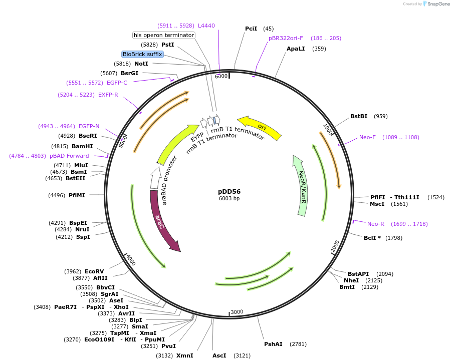 119883-plasmid-map-sequence-id-233112