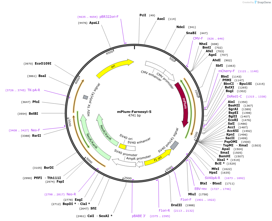 55968-plasmid-map-sequence-id-233116