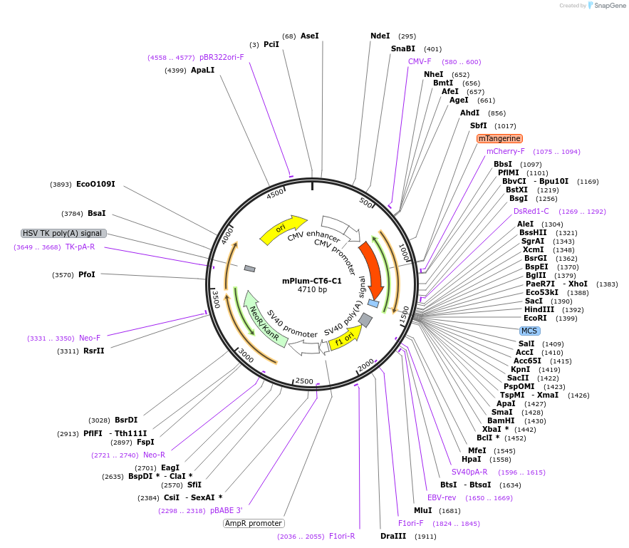 56010-plasmid-map-sequence-id-233118