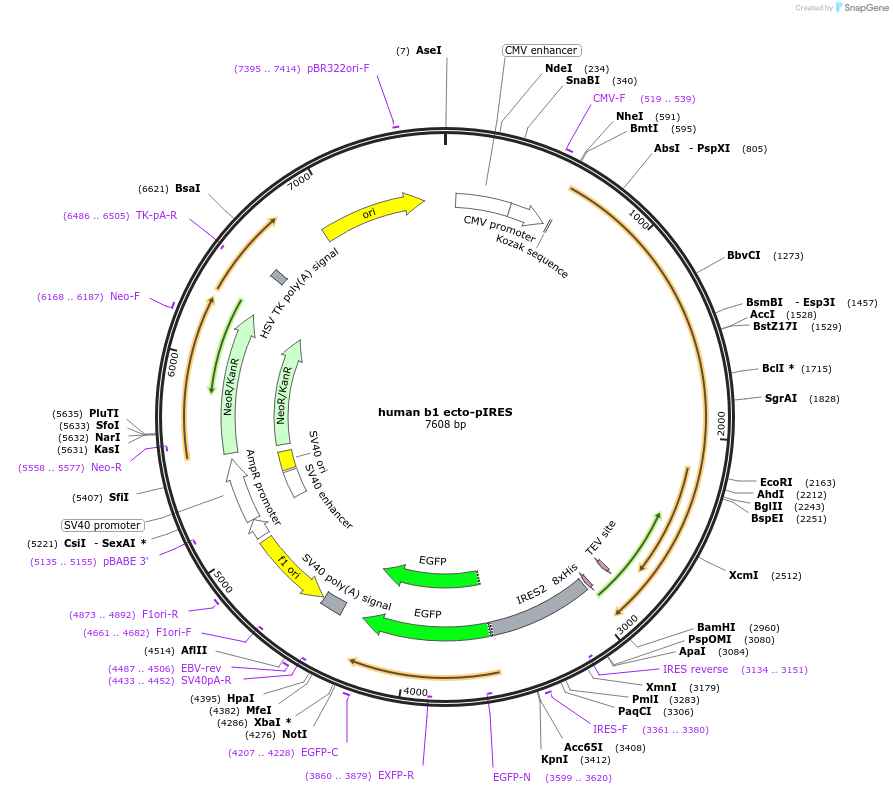 113387-plasmid-map-sequence-id-233121