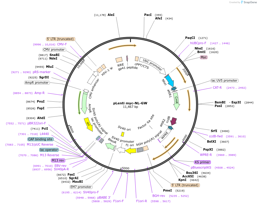 113454-plasmid-map-sequence-id-233123