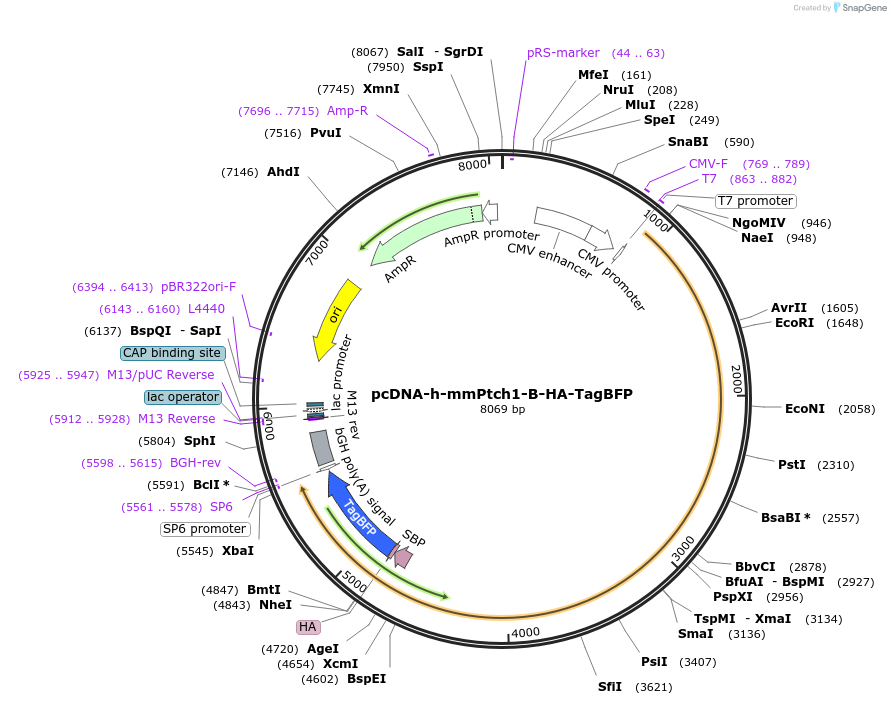 120910-plasmid-map-sequence-id-233145