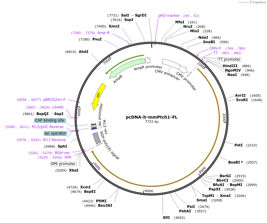120889-plasmid-map-sequence-id-233148