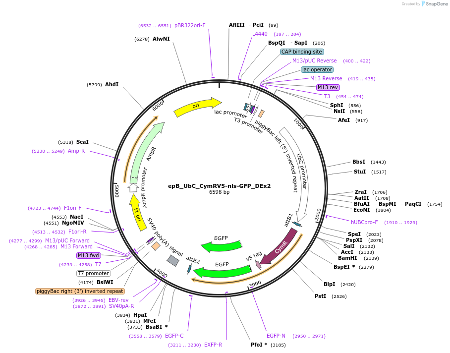 119906-plasmid-map-sequence-id-233149