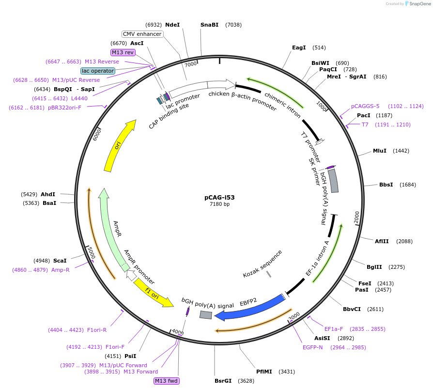 119002-plasmid-map-sequence-id-233159