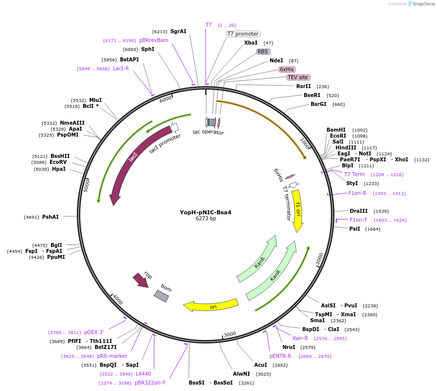 92063-plasmid-map-sequence-id-233162