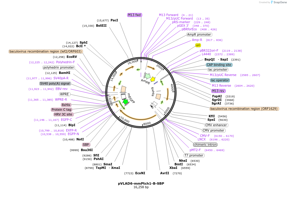 120886-plasmid-map-sequence-id-233221