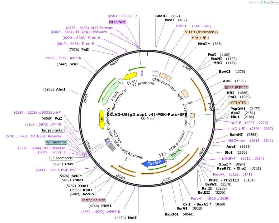 117143-plasmid-map-sequence-id-233228