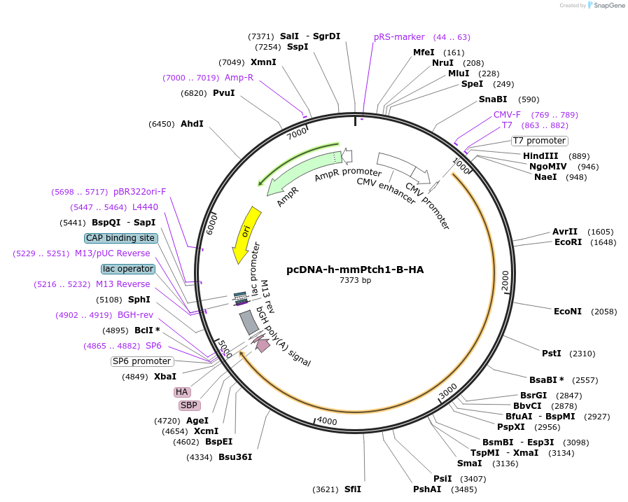 120902-plasmid-map-sequence-id-233231