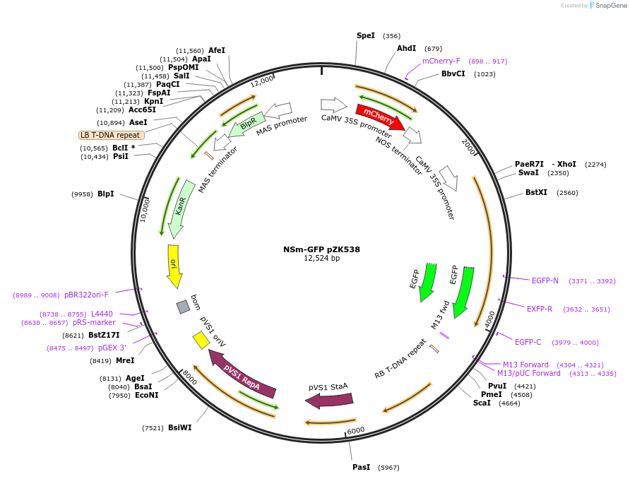118012-plasmid-map-sequence-id-233232