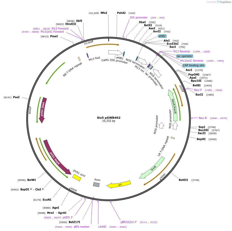118013-plasmid-map-sequence-id-233234