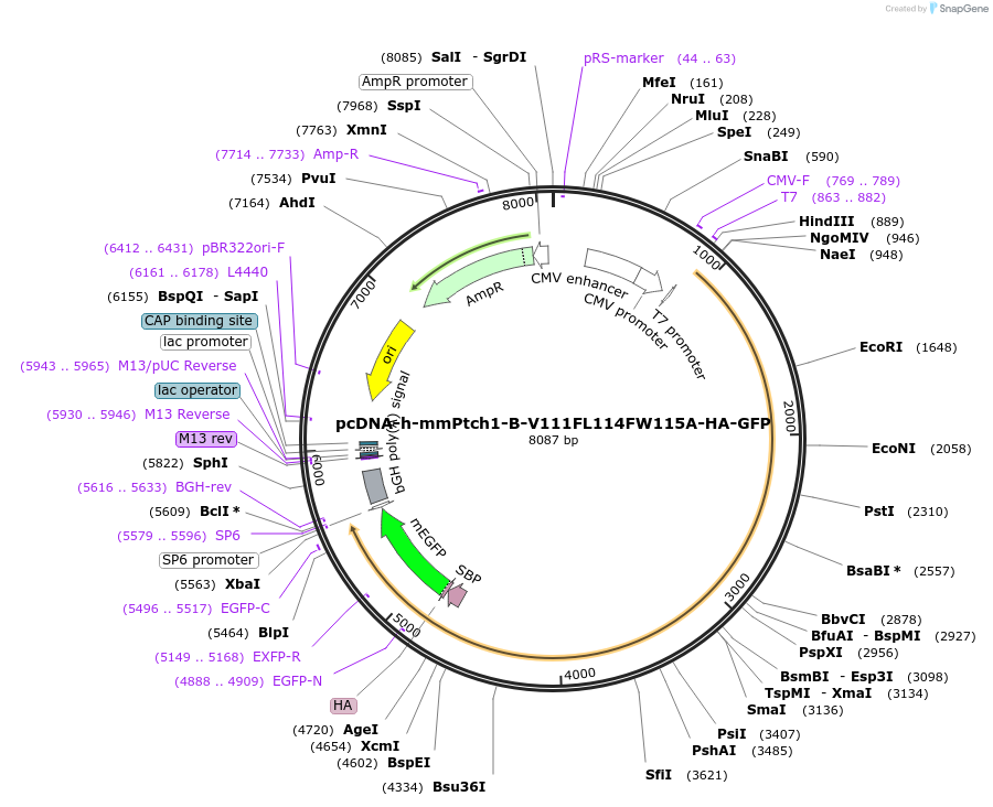 120908-plasmid-map-sequence-id-233237