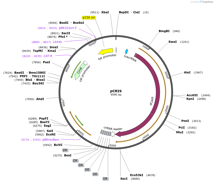 120424-plasmid-map-sequence-id-233246