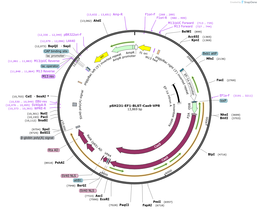 115147-plasmid-map-sequence-id-233247