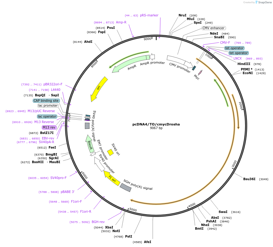 10828-plasmid-map-sequence-id-233248