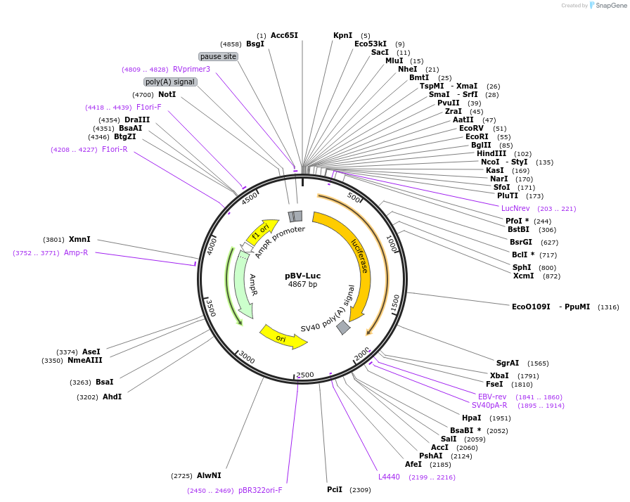 16539-plasmid-map-sequence-id-233265