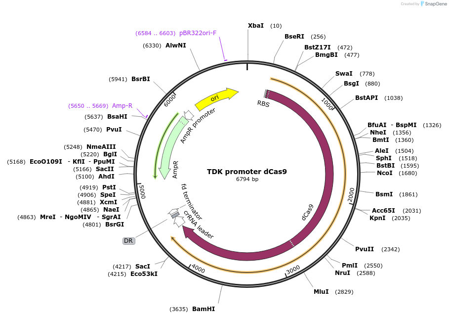 113657-plasmid-map-sequence-id-233276
